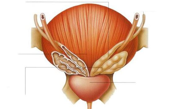 anatomie prostaty